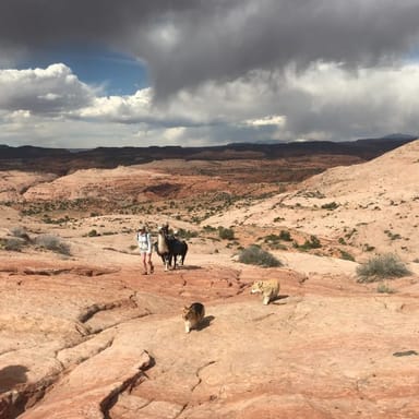 Overnight Camping Trip with Llamas