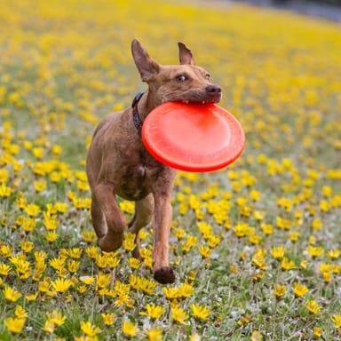 Private Pet Photoshoot and Photo Package