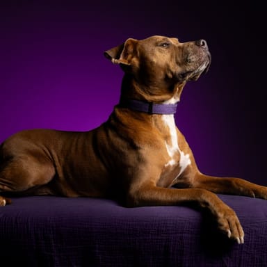 Private Pet Photoshoot and Photo Package