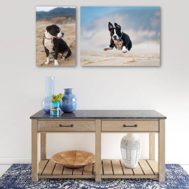 Private Pet Photoshoot and Photo Package