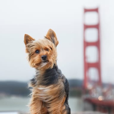 Private Pet Photoshoot and Photo Package