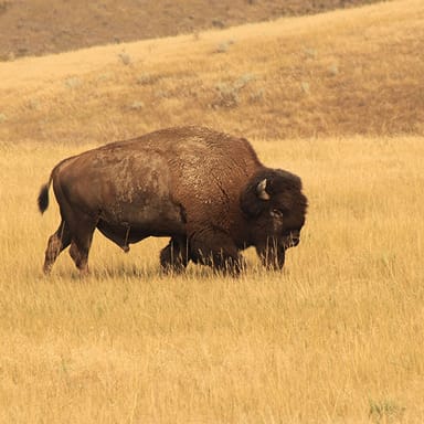 Private Best of the Badlands Adventure