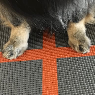 Private Dog Yoga Class