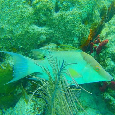 Private Key Largo Snorkel Tour