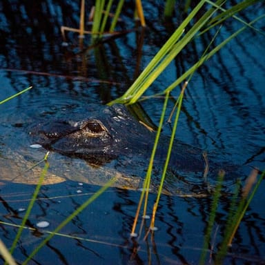 Red Eye Exclusive Nighttime Airboat Adventure