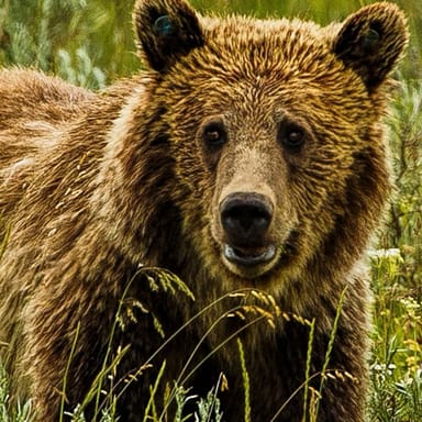 Private Yellowstone Grizzly Bear Safari