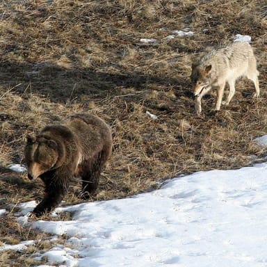 Private Yellowstone Wolf Safari