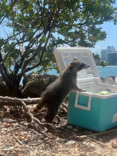 Biscayne Bay Boat Tour, Kayak Experience, and Visit to Raccoon Island