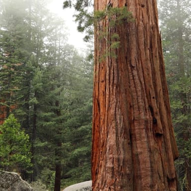 Redwoods, California Coast, and Sausalito Tour