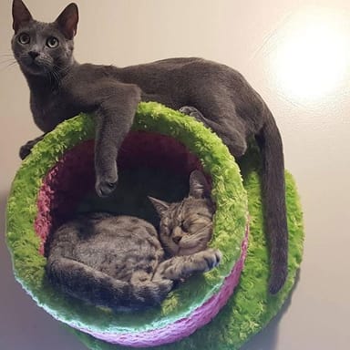 Cat Café Animal Encounter