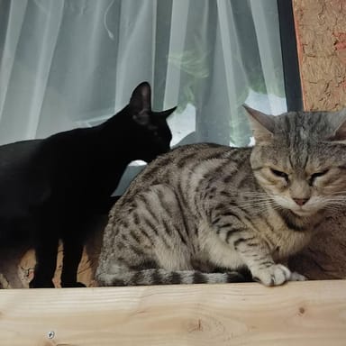 Cat Café Animal Encounter