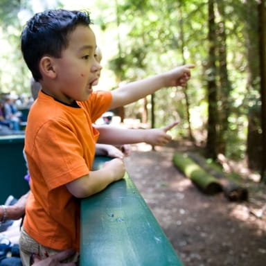 Redwood Forest Steam Train Ride