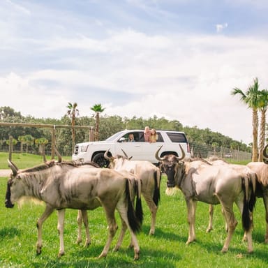 Everglades Airboat Tour and Drive-Thru Wildlife Safari