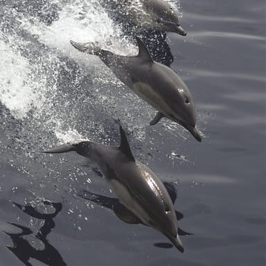 Summer Whale & Dolphin Watching Cruise