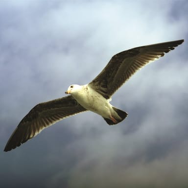 Summer Whale & Dolphin Watching Cruise