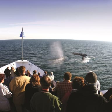 Summer Whale & Dolphin Watching Cruise