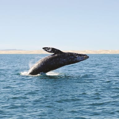 Summer Whale & Dolphin Watching Cruise