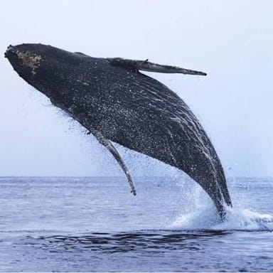 Morning Whale Watch on Monterey Bay