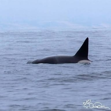 Morning Whale Watch on Monterey Bay