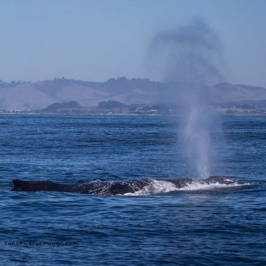 Morning Whale Watch on Monterey Bay