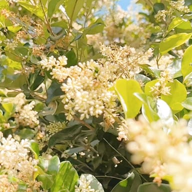 Ultimate Bee Garden Tour