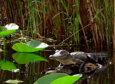Alligator Kayak Tour Near Orlando