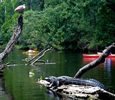 Alligator Kayak Tour Near Orlando
