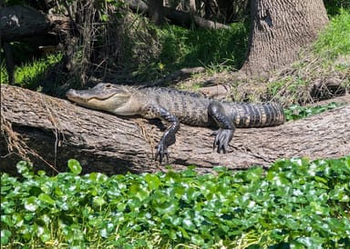 Alligator Kayak Tour Near Orlando