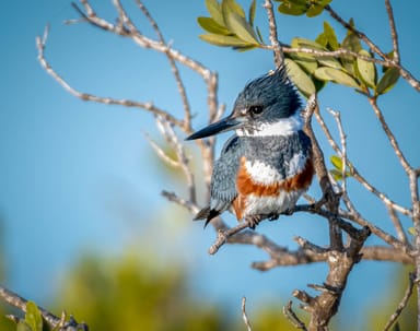 Bird Watching Kayak Tour Near Orlando