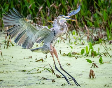 Bird Watching Kayak Tour Near Orlando