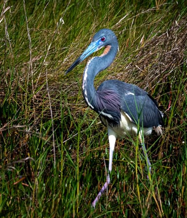 Bird Watching Kayak Tour Near Orlando