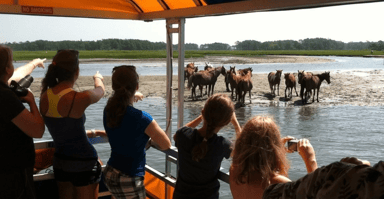 Sunset Wildlife Cruise