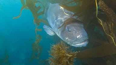 Snorkel With Gentle Leopard Sharks Experience