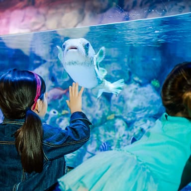 SEA LIFE San Antonio Aquarium Admission