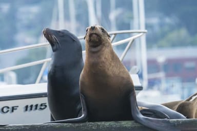 Scenic Sausalito Kayak Tour on Richardson Bay