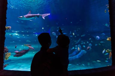 Go City | Orlando Essentials Pass - 3 Attractions