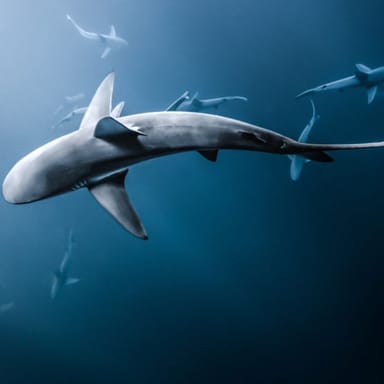 North Shore Snorkel with Sharks Tour