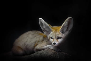 Nocturnal Animal Encounter