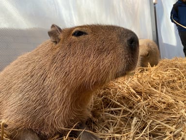 Capybara Café Animal Encounter - St. Petersburg