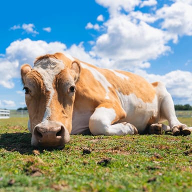 Private Animal Sanctuary Tour With Vegan Picnic