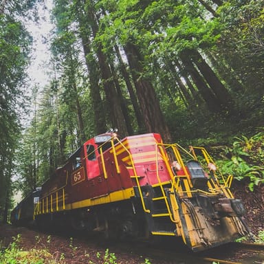 Wolf Tree Train Tour