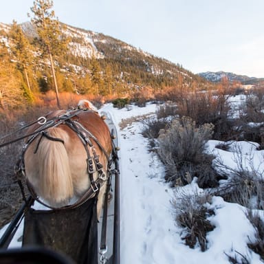North Lake Tahoe Horse-Drawn Sleigh Ride