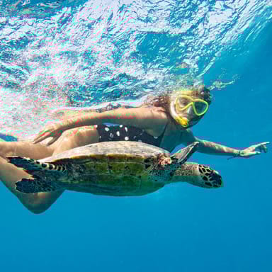 Olowalu Reef Kayak, Whale Watch, and Snorkel Tour