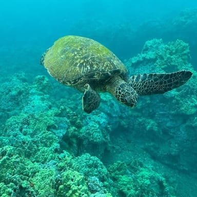 Molokini Crater Snorkeling Adventure