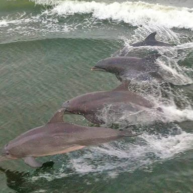 Jet Ski Dolphin Tour