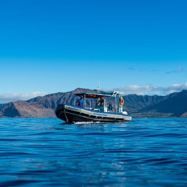 Swim with Wild Dolphins Speedboat and Snorkel Adventure