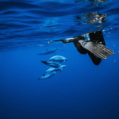 Swim with Wild Dolphins Speedboat and Snorkel Adventure