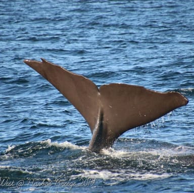 Long Beach Whale Watching and Dolphin Tour
