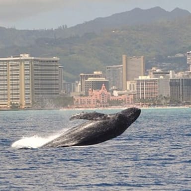 Waikiki Whale Watching Cruise