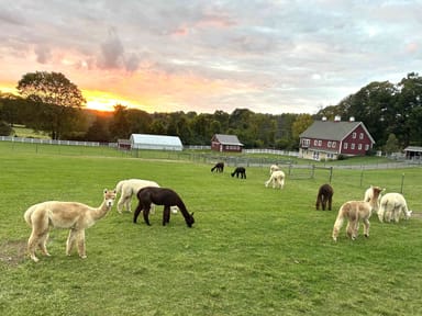 Alpaca Walk and Farm Tour in New Jersey